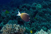 Acanthurus nigricans (Whitecheek Surgeonfish)