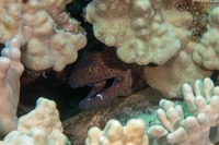 Gymnothorax flavimarginatus (Yellowmargin Moray)