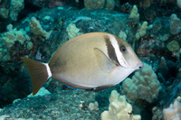 Acanthurus leucopareius (Whitebar Surgeonfish)