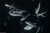 Selar crumenophthalmus (Bigeye Scad)