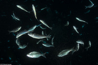 Selar crumenophthalmus (Bigeye Scad)