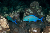 Caranx melampygus (Bluefin Trevally)