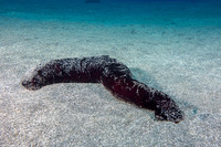 Holothuria atra (Black Sea Cucumber)