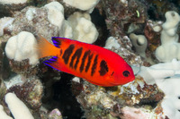 Centropyge loriculus (Flame Angelfish)