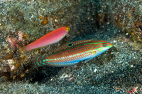 Pseudojuloides cerasinus (Pencil Wrasse)