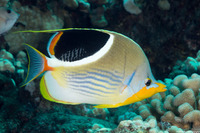 Chaetodon ephippium (Saddled Butterflyfish)