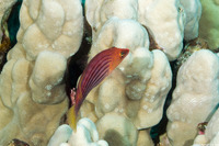 Pseudocheilinus octotaenia (Eightline Wrasse)