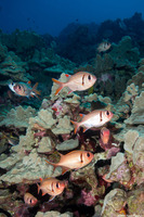 Myripristis kuntee (Pearly Soldierfish)