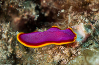Pseudoceros ferrugineus (Fuchsia Flatworm)