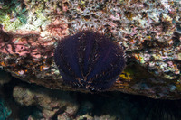 Tripneustes gratilla (Collector Urchin)