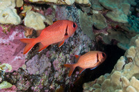 Myripristis berndti (Bigscale Soldierfish)