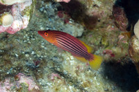Pseudocheilinus octotaenia (Eightline Wrasse)