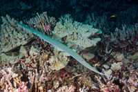 Fistularia commersonii (Bluespotted Cornetfish)