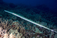 Fistularia commersonii (Bluespotted Cornetfish)