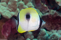 Chaetodon unimaculatus (Teardrop Butterflyfish)