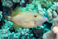Cantherhines dumerilii (Barred Filefish)