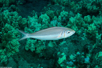 Aphareus furca (Smalltooth Jobfish)