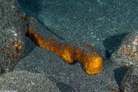 Bohadschia paradoxa (Paradoxical Sea Cucumber)