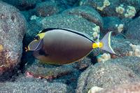 Naso lituratus (Orangespine Unicornfish)