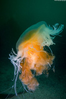 Phacellophora camtschatica (Egg-Yolk Jelly)
