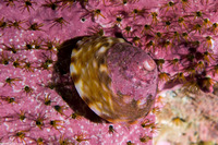 Tegula pulligo (Brown Turban Snail)