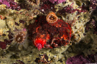 Psolus chitonoides (Slipper Sea Cucumber)