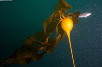 Nereocystis luetkeana (Bull Kelp)
