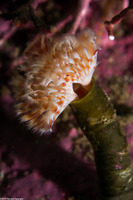 Serpula columbiana (Serpulid Worm)