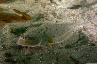 Citharichthys stigmaeus (Speckled Sanddab)