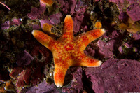 Dermasterias imbricata (Leather Star)