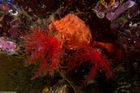 Psolus chitonoides (Slipper Sea Cucumber)