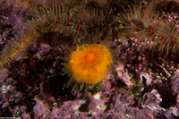 Balanophyllia elegans (Orange Cup Coral)