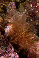 Eupentacta quinquesemita (White Sea Cucumber)