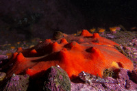 Acarnus erithacus (Red Volcano Sponge)