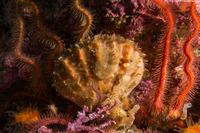 Chlamys hastata (Spiny Scallop)