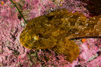 Scorpaenichthys marmoratus (Cabezon)