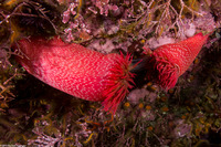 Urticina eques (White-Spotted Rose Anemone)