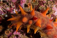 Parastichopus californicus (California Sea Cucumber)