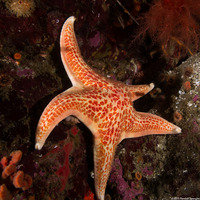 Dermasterias imbricata (Leather Star)