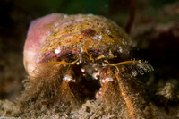 Paguristes ulreyi (Furry Hermit Crab)