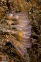Clavelina huntsmani (Light Bulb Tunicate)