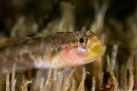 Rhinogobiops nicholsii (Blackeye Goby)