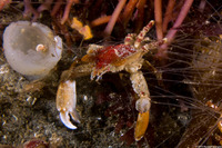 Pugettia foliata (Foliate Kelp Crab)