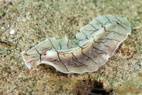 Eurylepta californica (Montgomery's Flatworm)