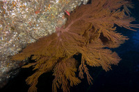 Muricea californica (California Golden Gorgonian)