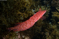 Heterostichus rostratus (Giant Kelpfish)