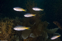 Chromis punctipinnis (Blacksmith)