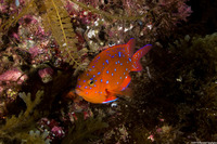 Hypsypops rubicundus (Garibaldi)