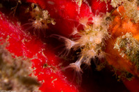 Discophyton rudyi (Discophyton rudyi)