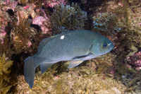 Girella nigricans (Opaleye)